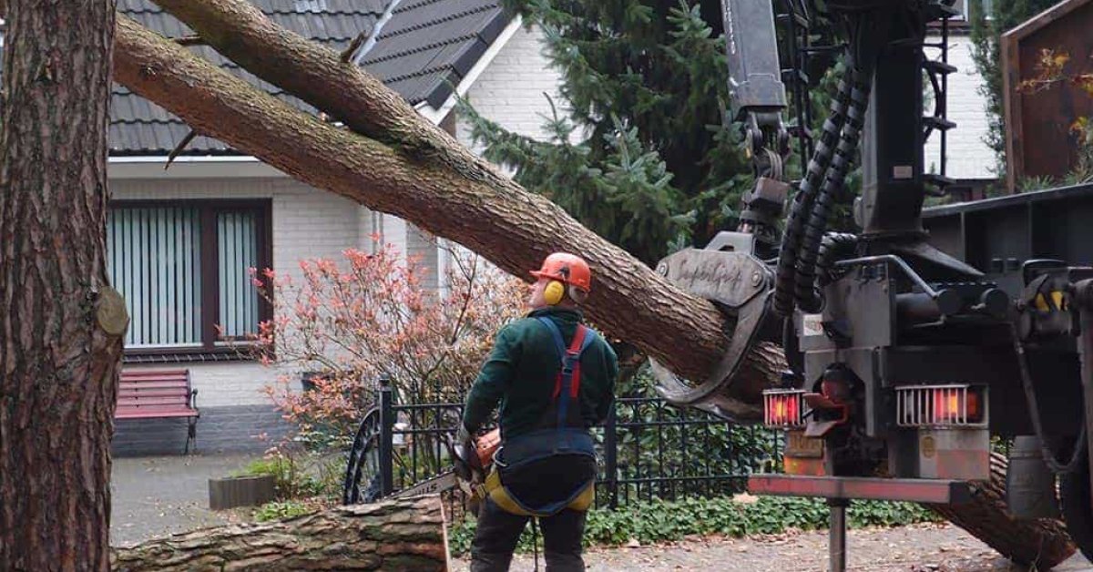 Boom Verwijderen Boom Kappen Stronken Frezen A Van Spelde Hoveniers